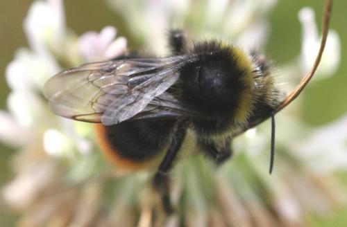 Bombus lapidarius